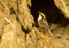 Thorn-Tailed Rayadito photo 3