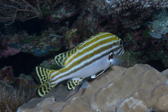 Plectorhinchus lessonii