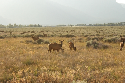 Wapiti