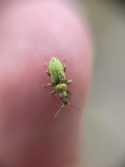 Phyllobius maculicornis