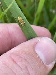 Phyllobius maculicornis