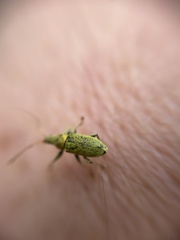 Phyllobius maculicornis