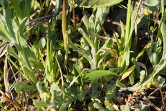 Pseudognaphalium affine