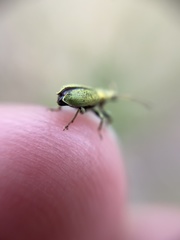Phyllobius maculicornis