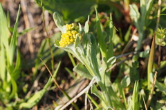 Pseudognaphalium affine