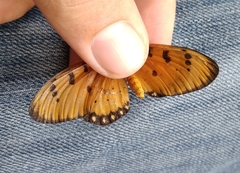 Acraea terpsicore