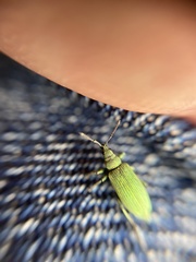 Phyllobius maculicornis