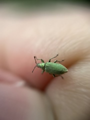 Phyllobius maculicornis