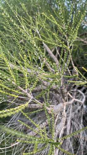 Melaleuca huegelii, photograph 2
