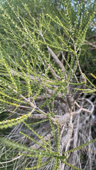 Melaleuca huegelii, photograph (c) Millie Brady, some rights reserved (CC BY)