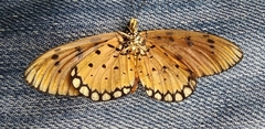 Acraea terpsicore
