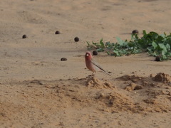 Carpodacus synoicus