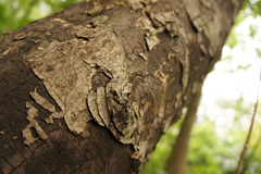 Cryptostroma corticale