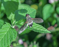 Ligyra satyrus