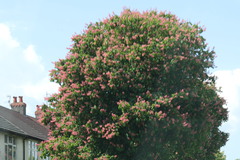 Aesculus × carnea