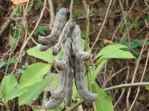 Mucuna pruriens, photograph 1
