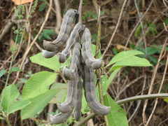 Mucuna pruriens, photograph (c) Alexis López Hernández, some rights reserved (CC BY)