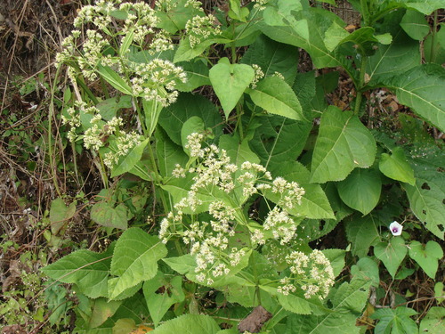 Mikania cordifolia, photograph 3