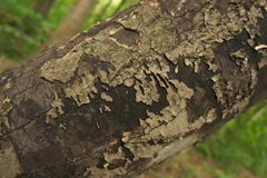 Cryptostroma corticale