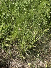 Allium canadense canadense