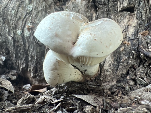 ghost fungus