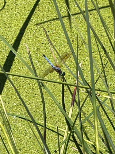 Blue Dasher