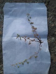 Convolvulus siculus siculus