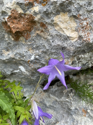 Campanula sarmatica, photograph 5
