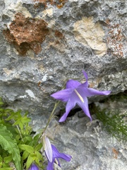 Campanula sarmatica, photograph (c) Илья Руденко, some rights reserved (CC BY)
