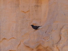 Onychognathus tristramii