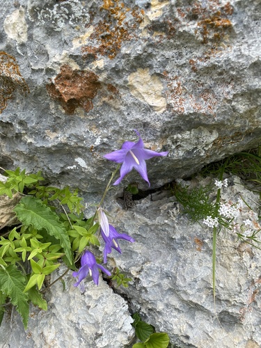 Campanula sarmatica, photograph 4