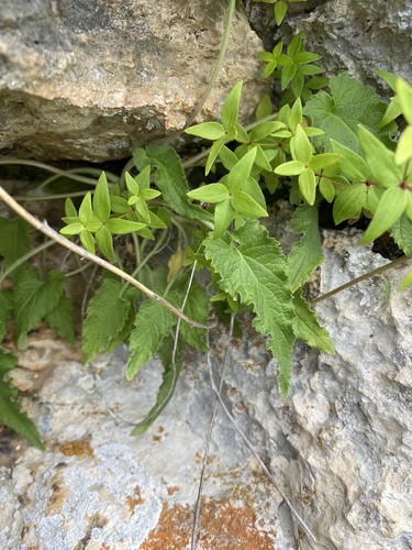 Campanula sarmatica, photograph 6