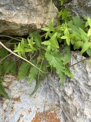 Campanula sarmatica, photograph (c) Илья Руденко, some rights reserved (CC BY)