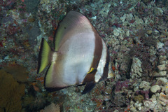 Platax pinnatus