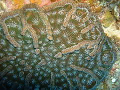 Mycetophyllia