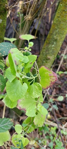 Mikania cordifolia, photograph 5
