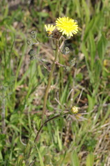 Crepis biennis