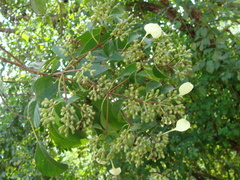 Calycophyllum candidissimum, photograph (c) Alexis López Hernández, some rights reserved (CC BY)