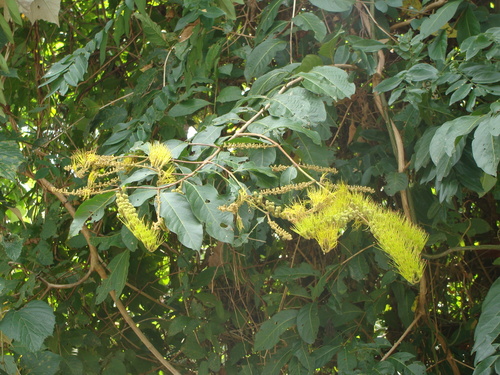 Combretum fruticosum, photograph 5