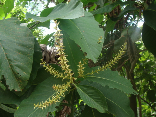 Triplaris melaenodendron, photograph 2