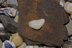 Striarca pisolina