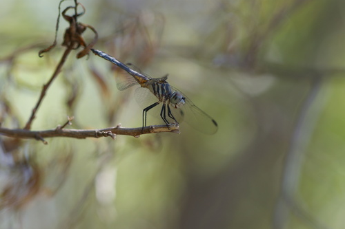 iNaturalist observation photo of Blue Dasher