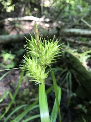 Carex lupuliformis