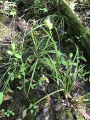 Carex lupuliformis