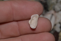 Striarca pisolina