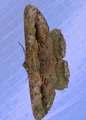 Chorodna strixaria