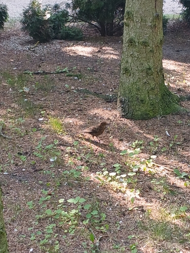 Eurasian Blackbird
