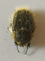 Tropinota squalida
