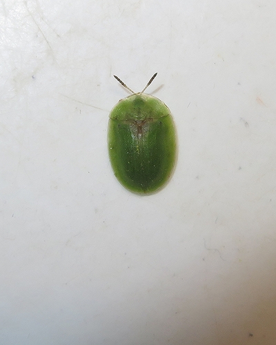 Thistle Tortoise Beetle