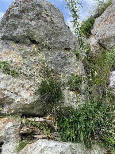 Silene saxatilis, photograph 4